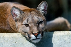 Lying Cougar by Tambako. CC BY-ND 2.0