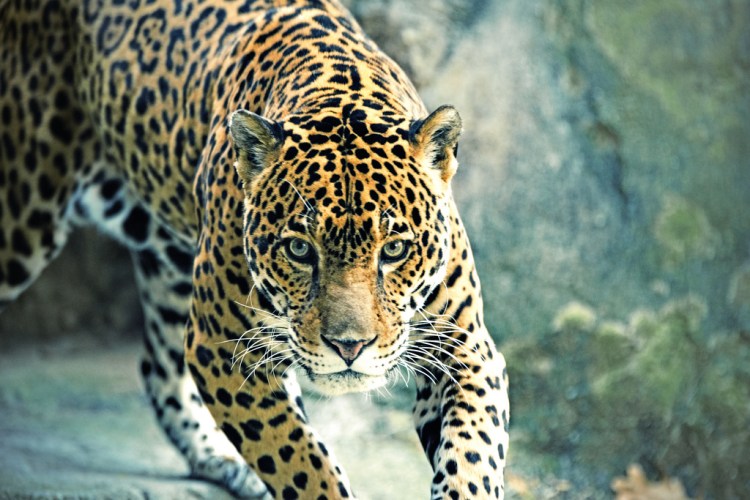 Jaguar Approaching by Eric Kilby. CC BY-SA 2.0