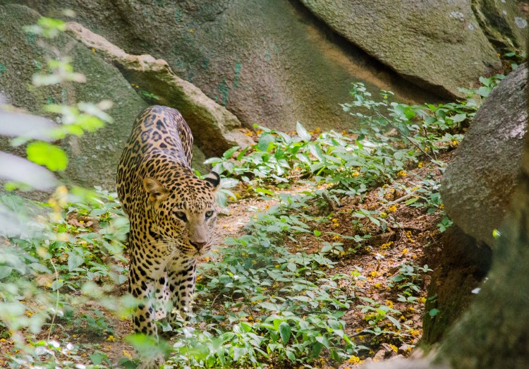 Leopard by Ashwin Kumar. CC BY-SA 2.0