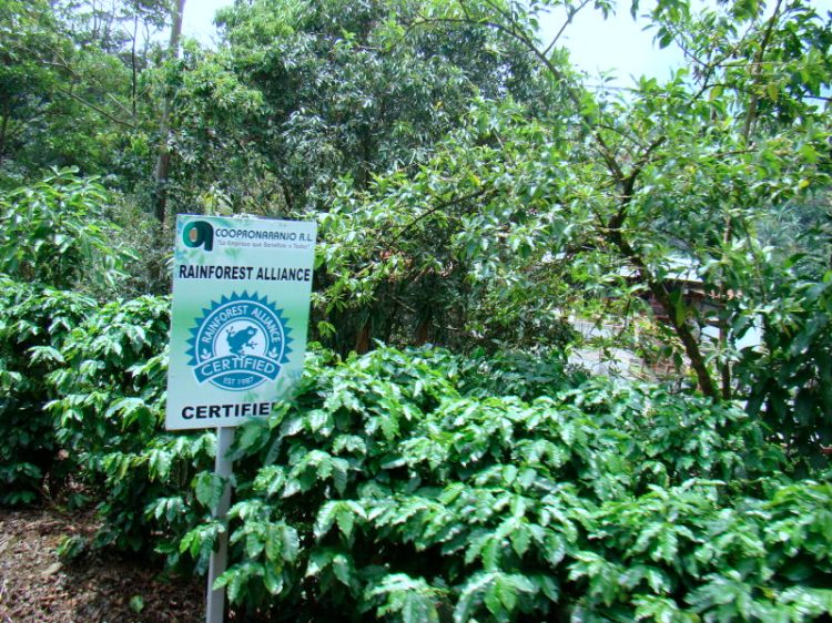 Coopronaranjo con Rainforest Alliance by Jose Gregorio Soro. CC BY-NC-SA 2.0