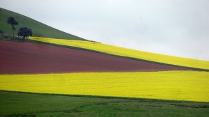 Cleverly landscaped fields in the UK that resemble the Guyanese flag. Guyana, Berwickshire by Richard Webb. CC BY-SA 2.0