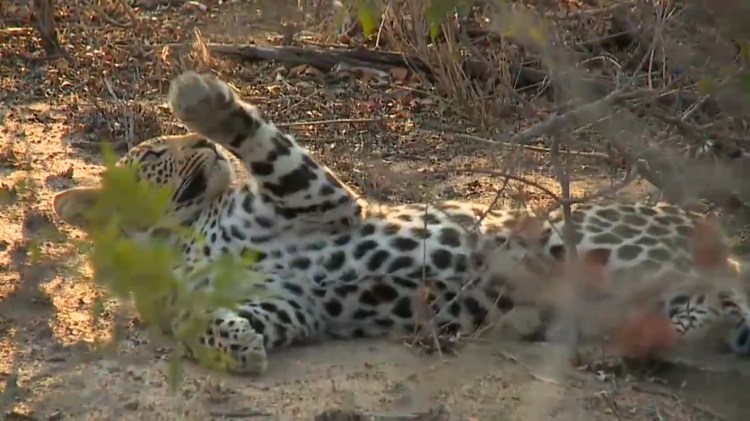 Sindile again, on August 21, 2015. He is now about one year old, and it has been a joy to watch him grow.