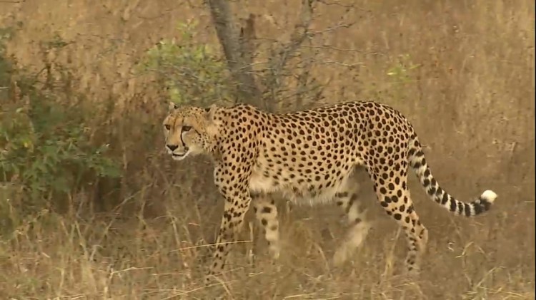 This cheetah was seen on Wild Safari Live on March 3, 2015. Wild Safari Live will once again be an integral part of Big Cat Week.