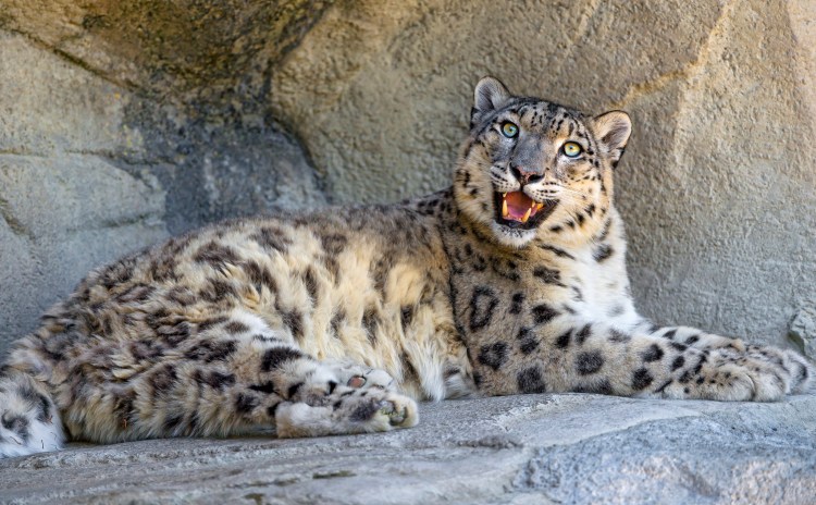 Why is Djamila so happy? Because of Big Cat week, of course! Happy Djamila by Tambako the Jaguar. CC BY-ND 2.0