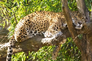Sometimes it's tough being the best. Jaguar headrest by David Grimes. CC BY-NC-SA 2.0