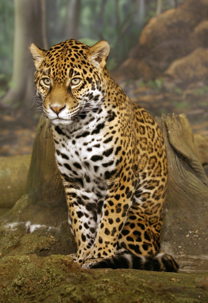 Jaguar Sitting Edit 1 by Cburnett, edited by Olegivvit. CC BY-SA 3.0