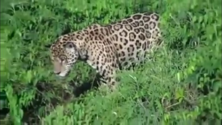 Screenshot from JAGUAR ATTACKS AND KILLS CAIMAN CROCODILE - New Video. Uploaded by Rajesh Parameshwaran Iyer