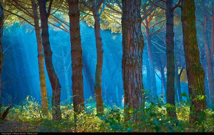 Forest by Moyan Brenn. CC BY 2.0