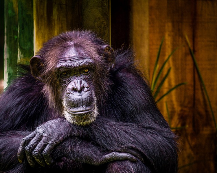 Chimpanzee by Kevin Case. CC BY-NC 2.0