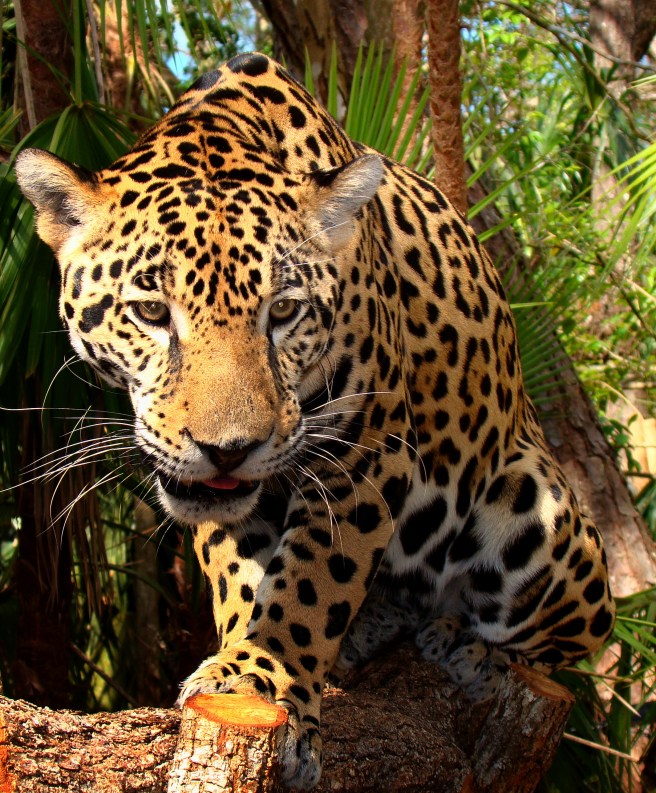 Junior-Jaguar-Belize-Zoo by Bjørn Christian Tørrissen. CC BY-SA 3.0