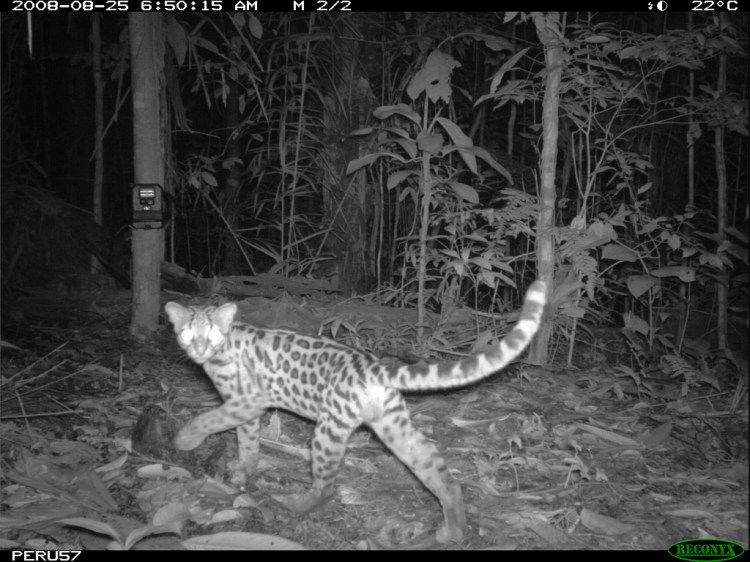 The rare and mostly arboreal margay was among the species filmed by Crees Foundation camera traps. Margay by Smithsonian Wild. CC BY-NC-SA 2.0