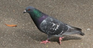 In the 1990s, the common pigeon (Columba livia) became the subject of a fierce debate in Hegins, PA. 