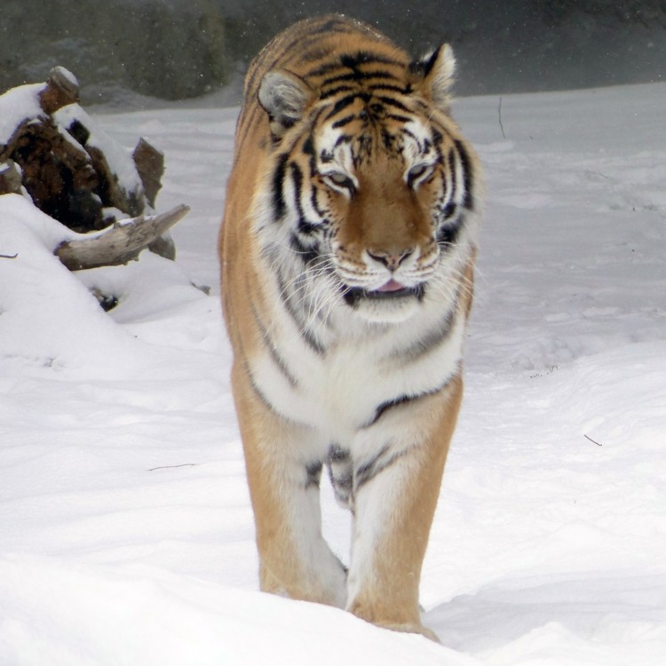 Amur Tiger (b) by Maia C. CC BY-NC-ND 2.0