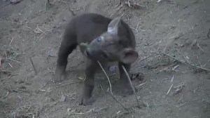 A hyena cub plays with a stick on Wild Safari Live on December 3, 2015. 