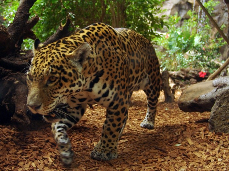 Jaguar by Joachim S. Muller. CC BY-NC-SA 2.0