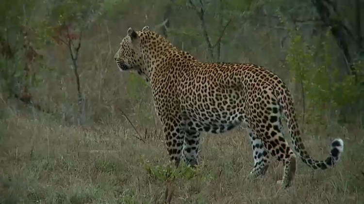 The male leopard Mvula, as seen on Wild Safari Live on May 7, 2015. Mvula made an appearance during Big Cat Week 2015.