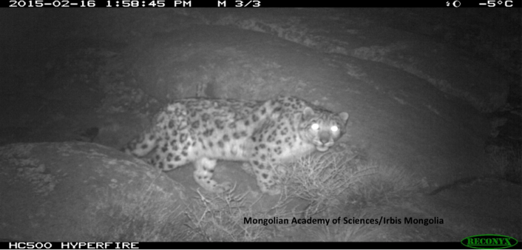A snow leopard photographed on a camera trap in Mongolia. Image courtesy Katey Duffey.
