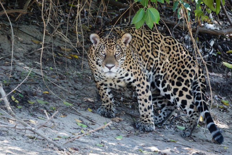 Jaguar in the Pantanal by Bart van Dorp. CC BY 2.0