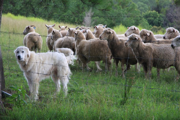 Keeping guard dogs with livestock can be an effective way to deter predators. Protector of the Sheep by Andy Fitzsimon. CC BY-SA 2.0