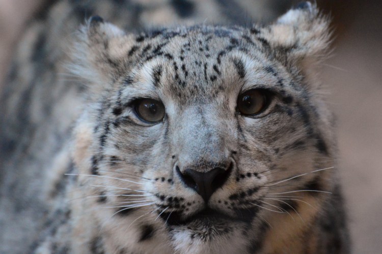 DSC_5980 by Kieran. CC BY-SA 2.0