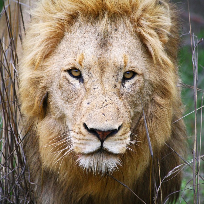 Lion, Kruger Park, South Africa by Dimitry B. CC BY 2.0