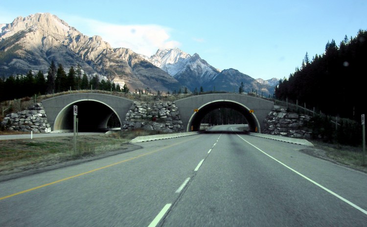 Wildlife overpasses like this one in Canada can help maintain connectivity by making it safe and easy for animals to cross busy roadways. Trans-Canada Wildlife Overpass by Qyd. CC BY 2.5