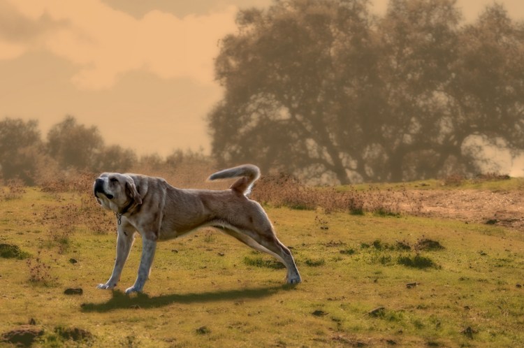 Anatolian Shepherds make excellent livestock guarding dogs. Having a Stretch Anatolian Shepherd by Steve Slater. CC BY 2.0