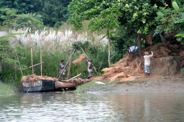 Many people rely on gathering raw materials from the Sundarbans Reserve Forest in order to make a living. IMG_4042 by Frances Voon. CC BY 2.0
