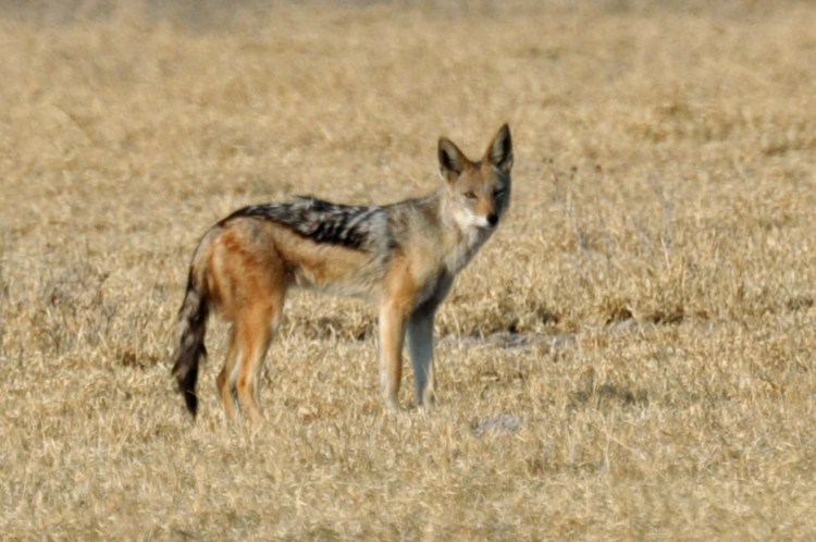 Potgieter (2011) found that jackal mortality increased after LGDs were introduced, because both the dogs and farmers killed them. Botswana Day 3 107 Jackal by John Karwoski. CC BY-NC-ND 2.0