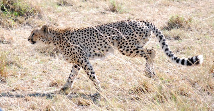 Livestock-related conflict is a major problem for cheetahs in some areas. Cheetahs by John Schinker. CC BY-NC-SA 2.0