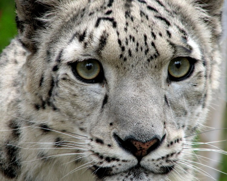 Snow Leopard by Tim Williams. CC BY-NC-SA 2.0