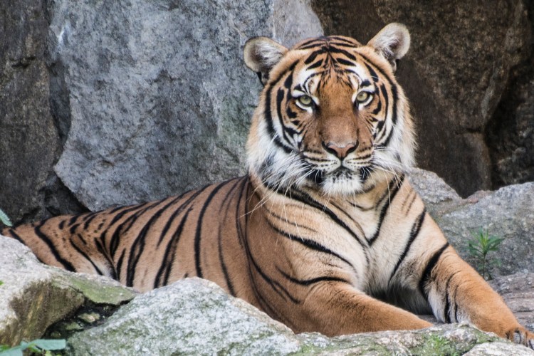 Tiger by Angelo Antonelli. CC BY-NC-ND 2.0.