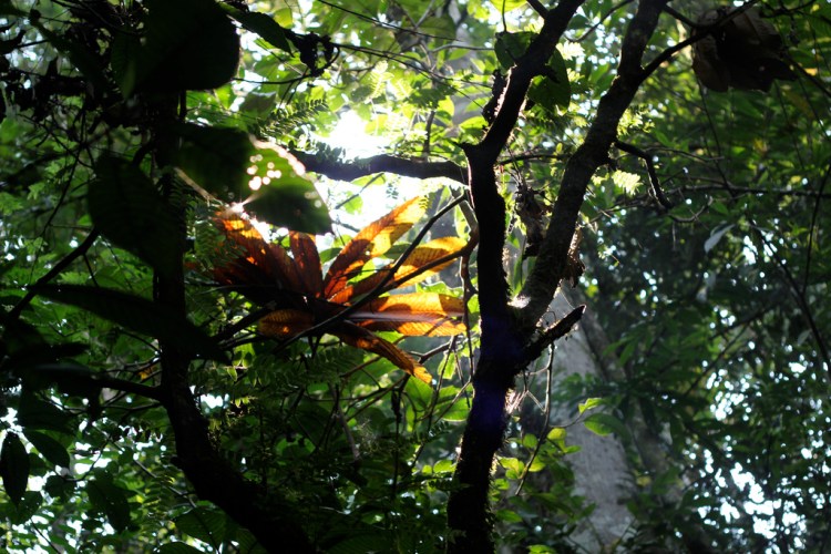 A shot from inside the Manu Biosphere Reserve. 1 by Canopy to Cures. CC BY-NC-ND 2.0