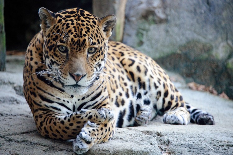 Jaguar by Eric Kilby. CC BY-SA 2.0