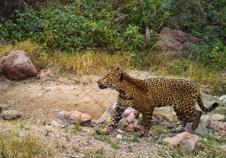 A good example of the specificity principle comes from Marchini and Macdonald (2012). Instead of measuring ranchers' general attitudes towards jaguars, they assessed their attitudes towards killing jaguars. Osman at Dubaral, November 2014. Image (c) Northern Jaguar Project and reproduced from www.northernjaguarproject.org