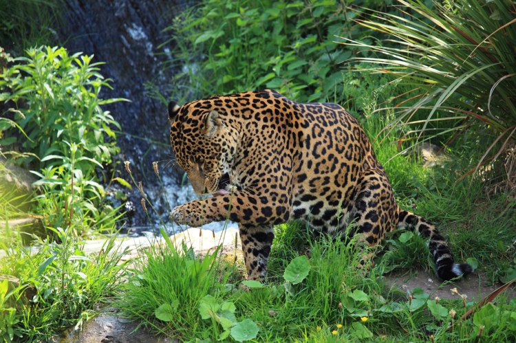 Wild Jaguar by Petr Kratochvil. Public Domain.