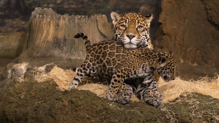Mother Jaguar and Cub by Jim Bauer. CC BY-ND 2.0