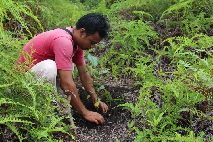 Might engaging in pro-conservation behavior lead people to adopt pro-conservation attitudes? According to self-perception theory (Bem, 1967), yes: as long as their actions cannot easily be attributed to external forces. Pesalat Reforestation Project, Central Kalimantan, Indonesia by World Resources Institute. CC BY-NC-SA 2.0