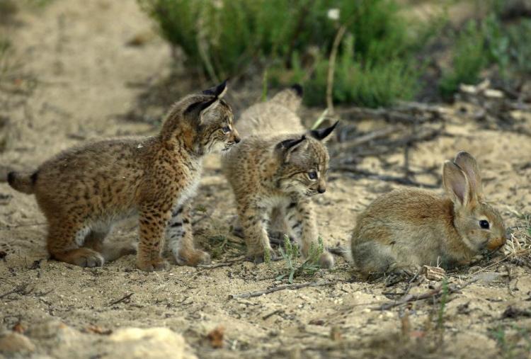 Two Iberian lynx cubs from the captive breeding program investigate a European rabbit (Oryctolagus cuniculus), on which their species almost totally relies. Iberian Lynx Cubs Investigate Their Future Prey by http://www.lynxexsitu.es. CC BY 3.0 ES