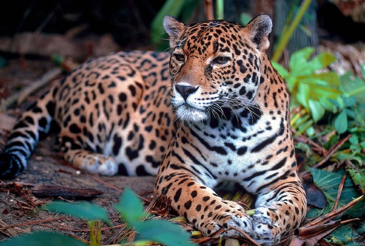 Jaguar by Skeeze. CC0 Public Domain.