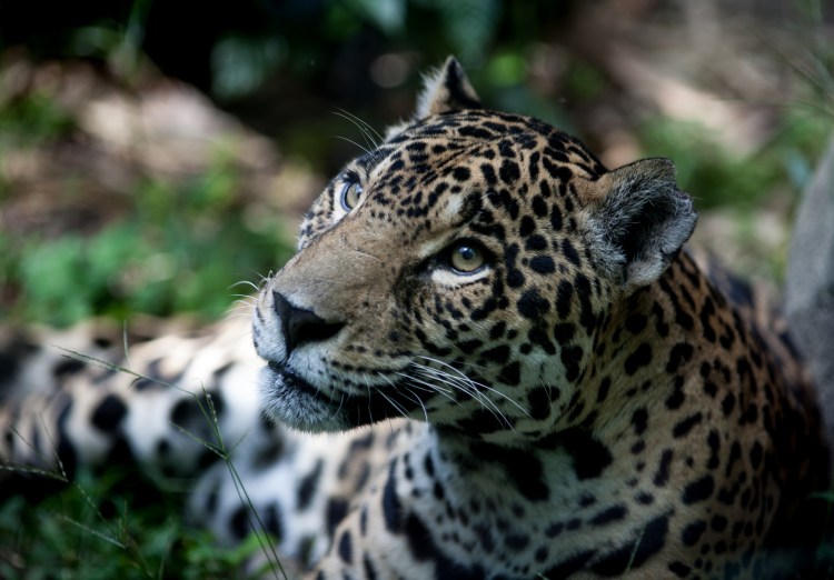 Jaguar by Eduardo Merille. CC BY-SA 2.0
