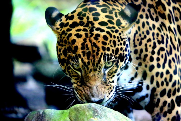 JAGUAR by cuatrok77. CC BY-NC-SA 2.0