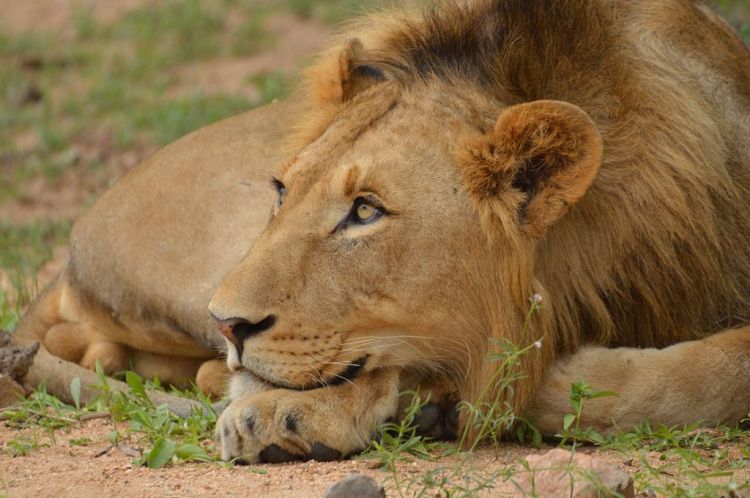Lion by Arno Meintjes. CC BY-NC-SA 2.0
