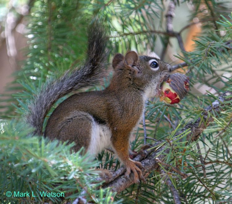 The red squirrels outside the headquarters of the Mattole Salmon Group were very distracting! Red Squirrel by Mark Watson. CC BY-NC-ND 2.0