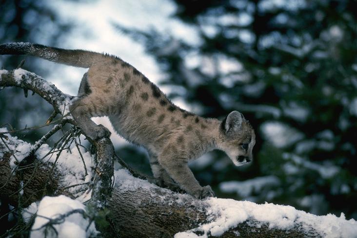 Mountain Lion (Felis concolor) Kitten by the California Department of Fish and Wildlife. CC BY 2.0