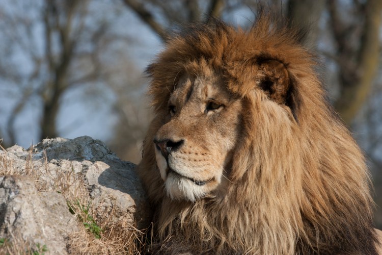 Lion 02 by Fabio Bretto. CC BY-NC-ND 2.0