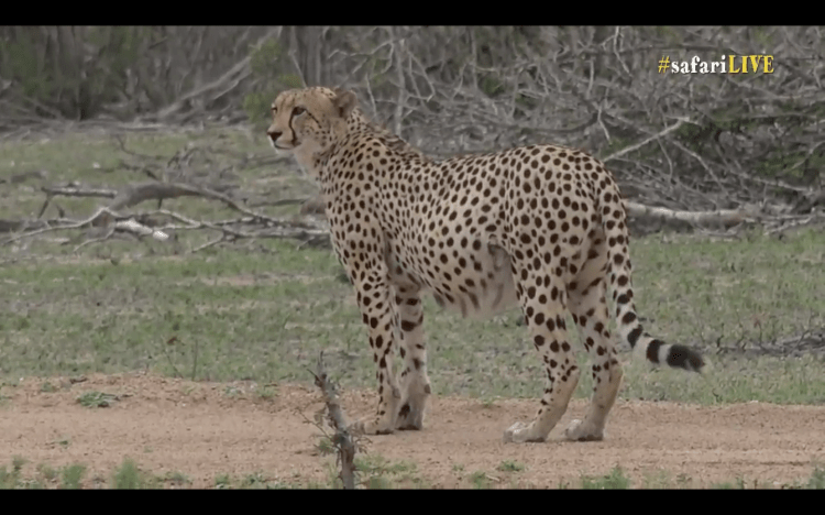 A screenshot of a beautiful cheetah on Wild Safari Live. Watch at www.wildsafarilive.com.