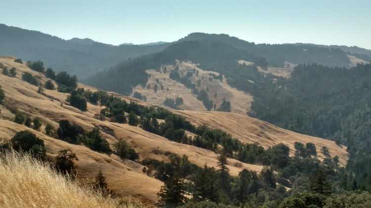 The view from paradise. Upon close inspection, the striped paths created by grazing cattle are visible on the golden hills.