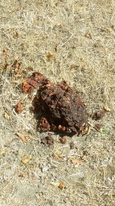 I am sorry, but you cannot learn about wildlife without looking at poop! This is a pile of bear scat from Bob's orchard. Somebody has been eating prunes!