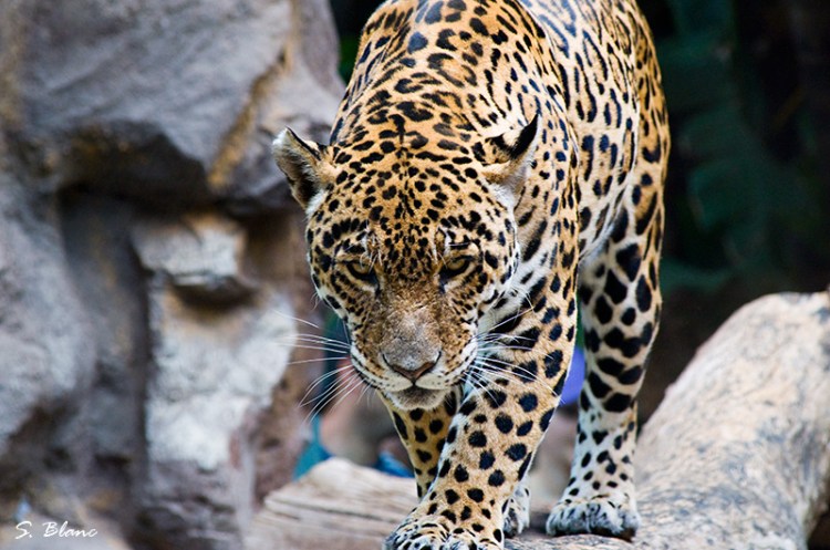 Jaguar by Sergio Blanc. CC BY-NC-SA 2.0